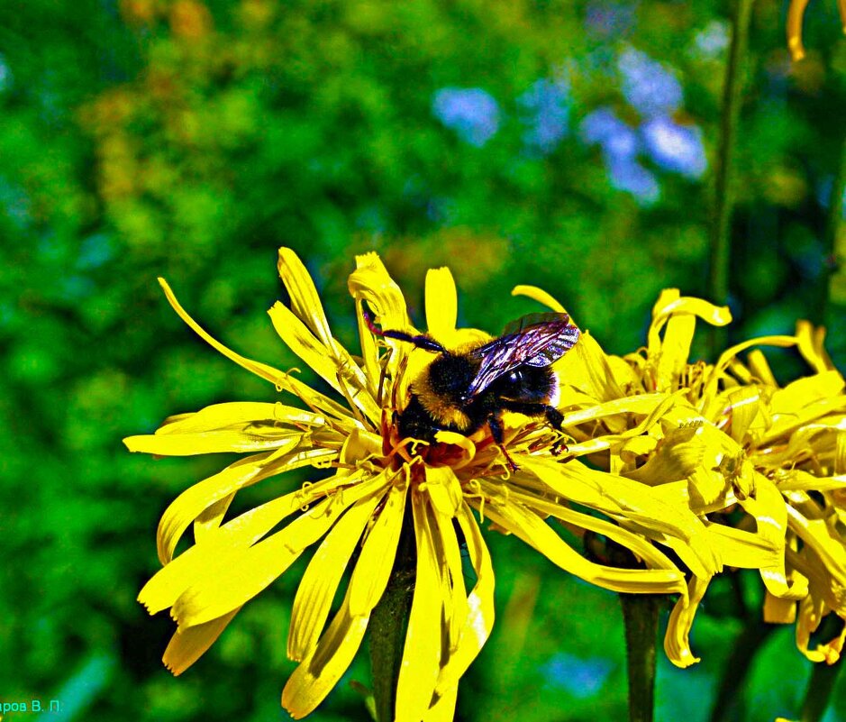 Июль...Шмель на медовом желтоцвете! - Владимир Июль...Шмель на медовом желтоцвете! - Владимир