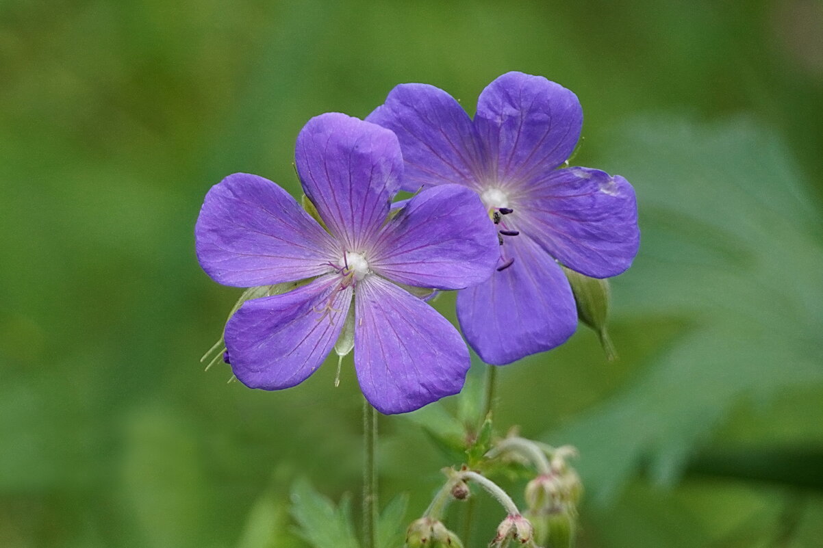 Смущение - Галина Кан