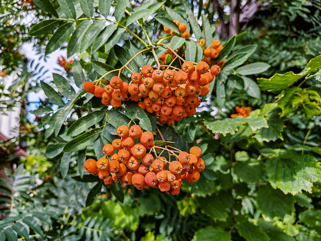Костры рябин - Dmitry i Mary S
