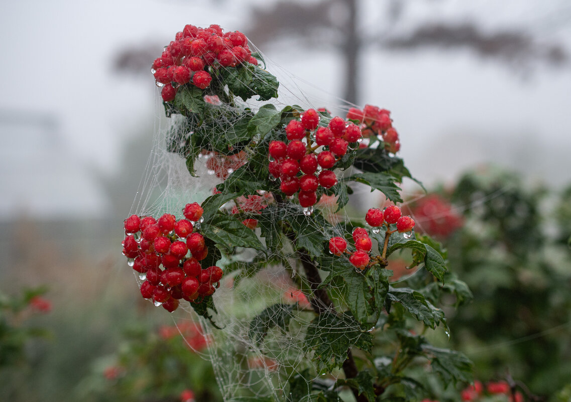 Утро после дождя - Петр 