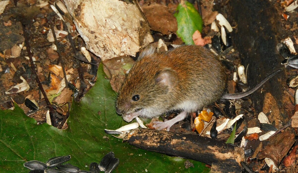 Малыш рыжей полёвки - Лина 