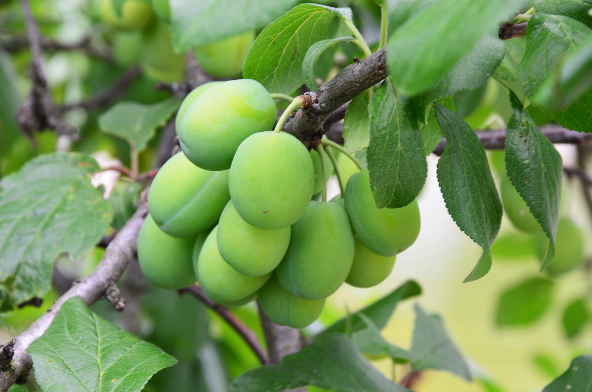 Россия. Московская область. Вознесенская Давидова пустынь. Урожай... - Наташа *****