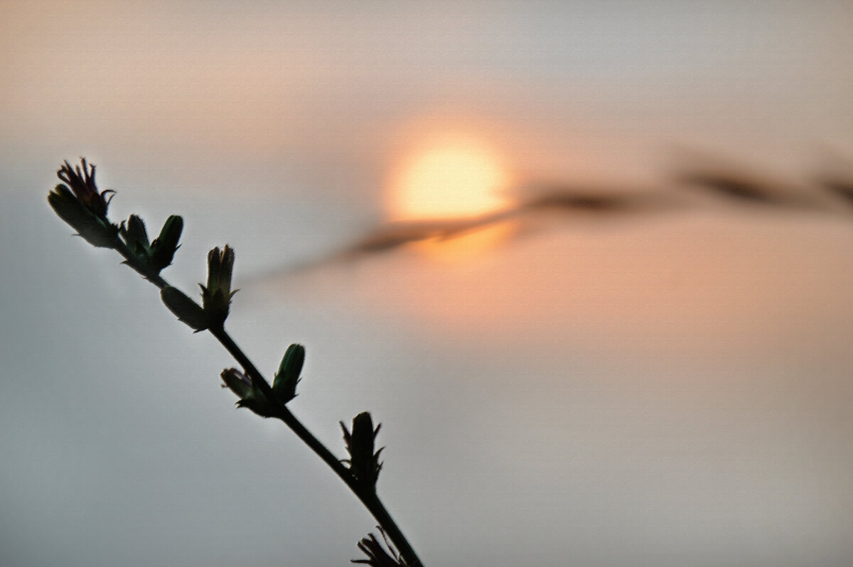 *** - Надежда Куркина 