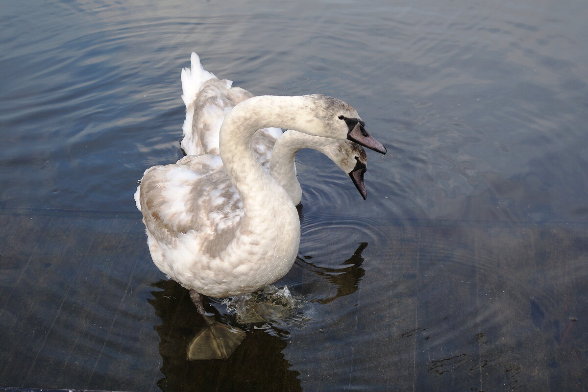 Молодые лебеди - Рита Симонова