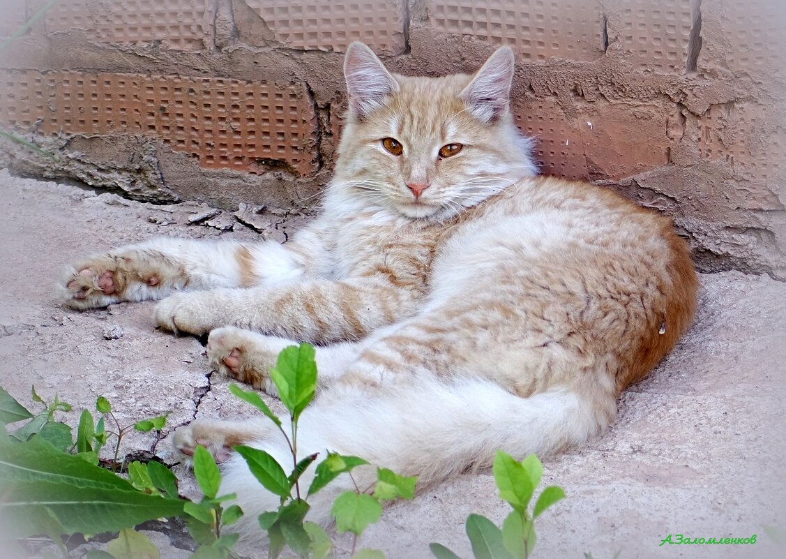 Товарищ фотограф, ляг тоже в холодке, чего по жаре бродить! :-) - Андрей Заломленков