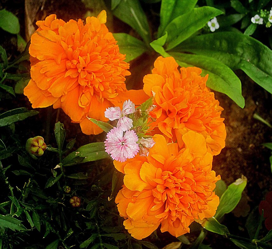 Летние - Елена Семигина