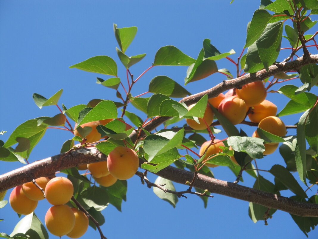 абрикосы - Елена Шаламова абрикосы - Елена Шаламова