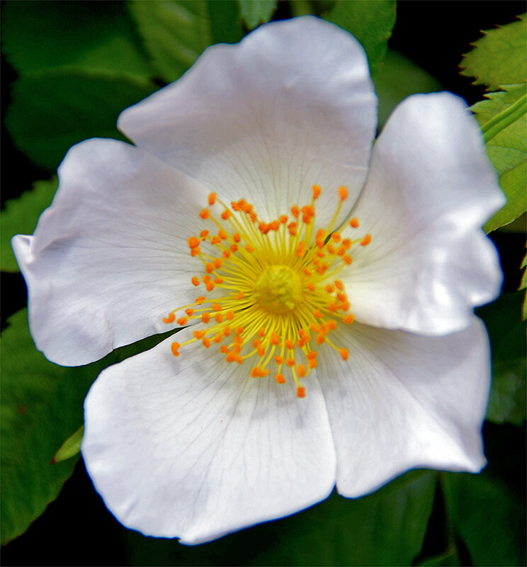 Пять беленьких лепесточков - Alexandеr P