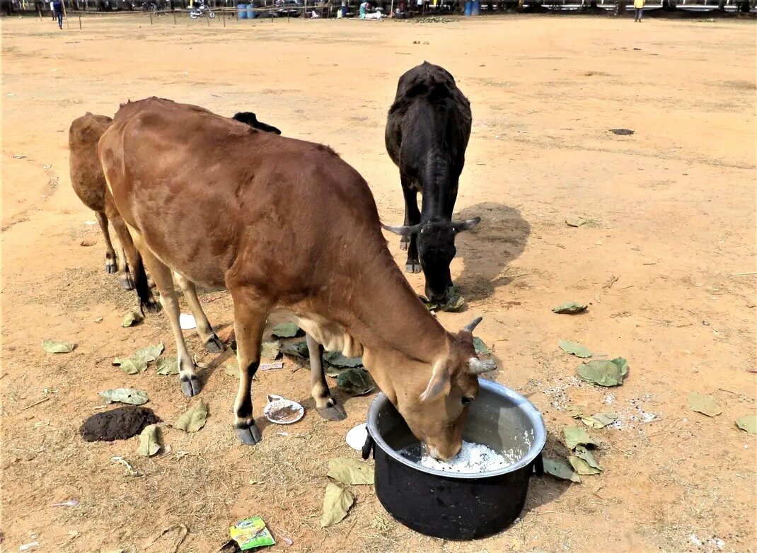 С коровой тоже нужно... - Игорь Матвеев 