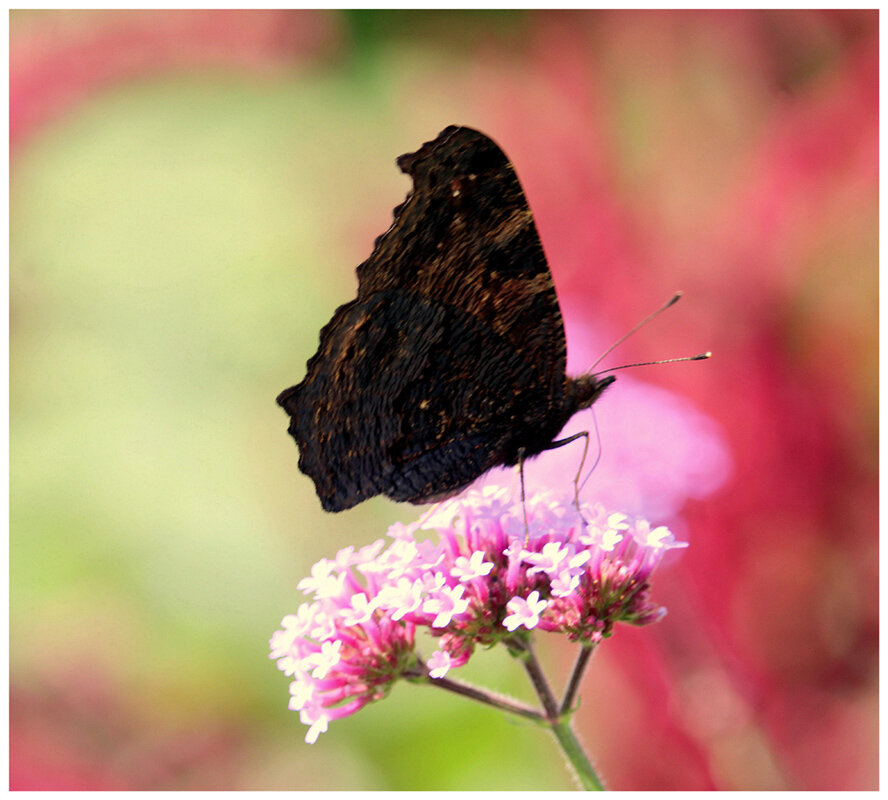 *** - Aleksandr Gal *** - Aleksandr Gal