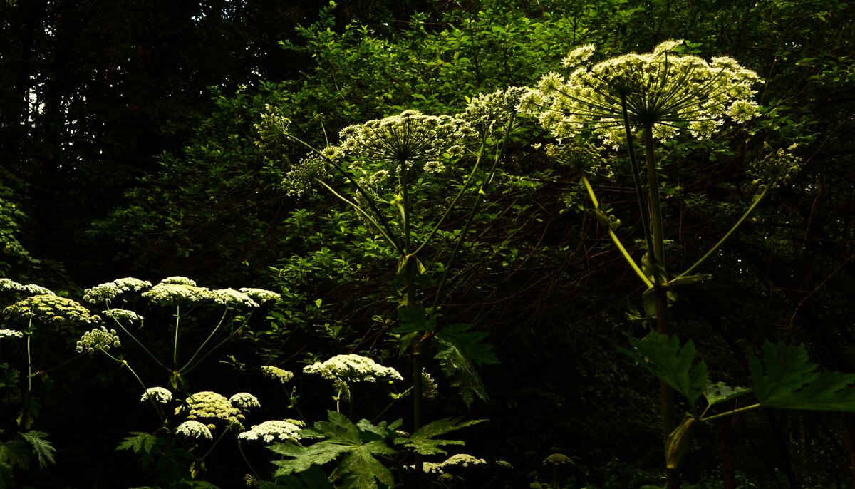 3. Ещё борщевик. - Василий Палий