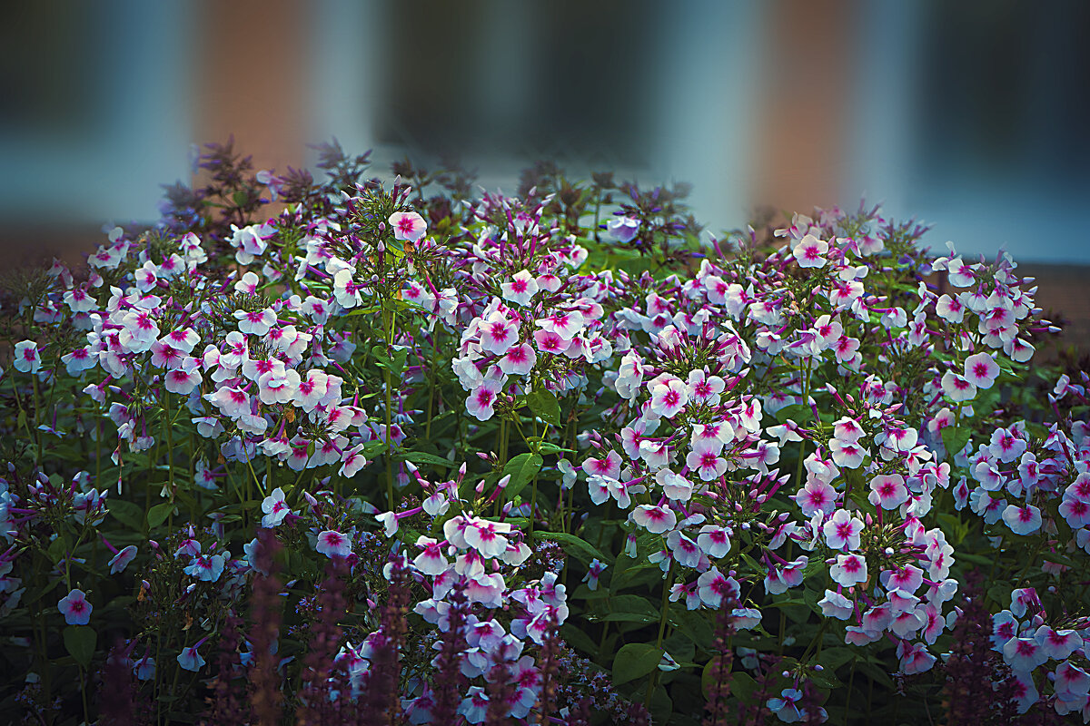 Море цветов - Владимир Кроливец