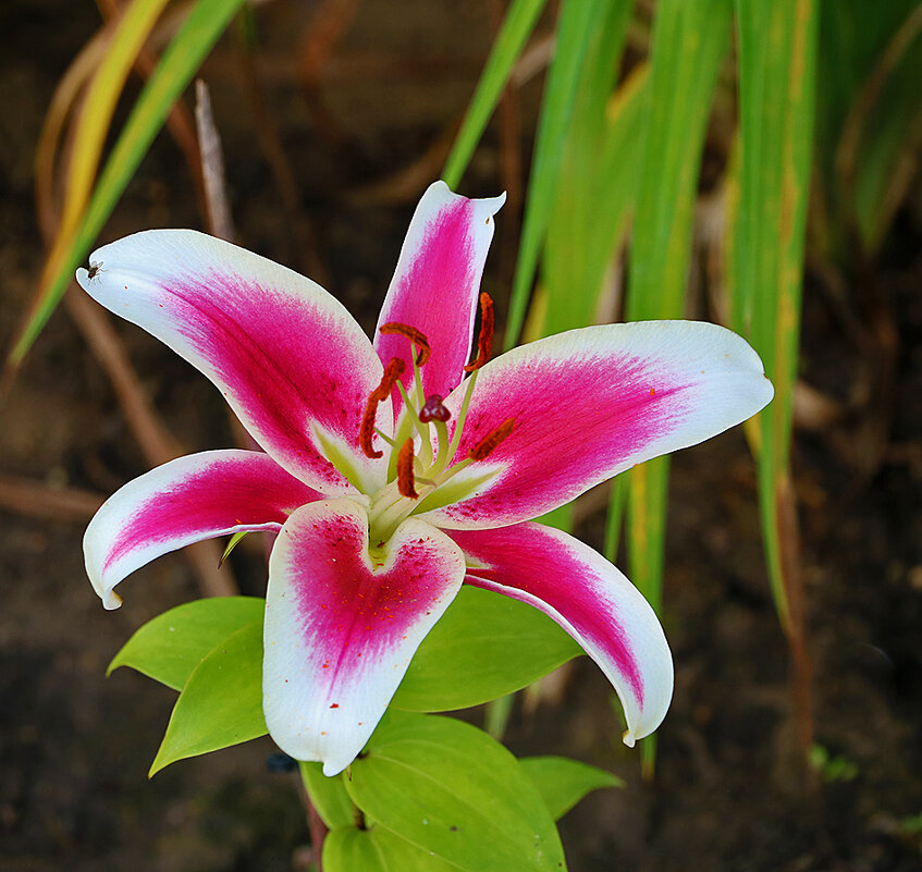 Августовская красавица - Светлана Августовская красавица - Светлана