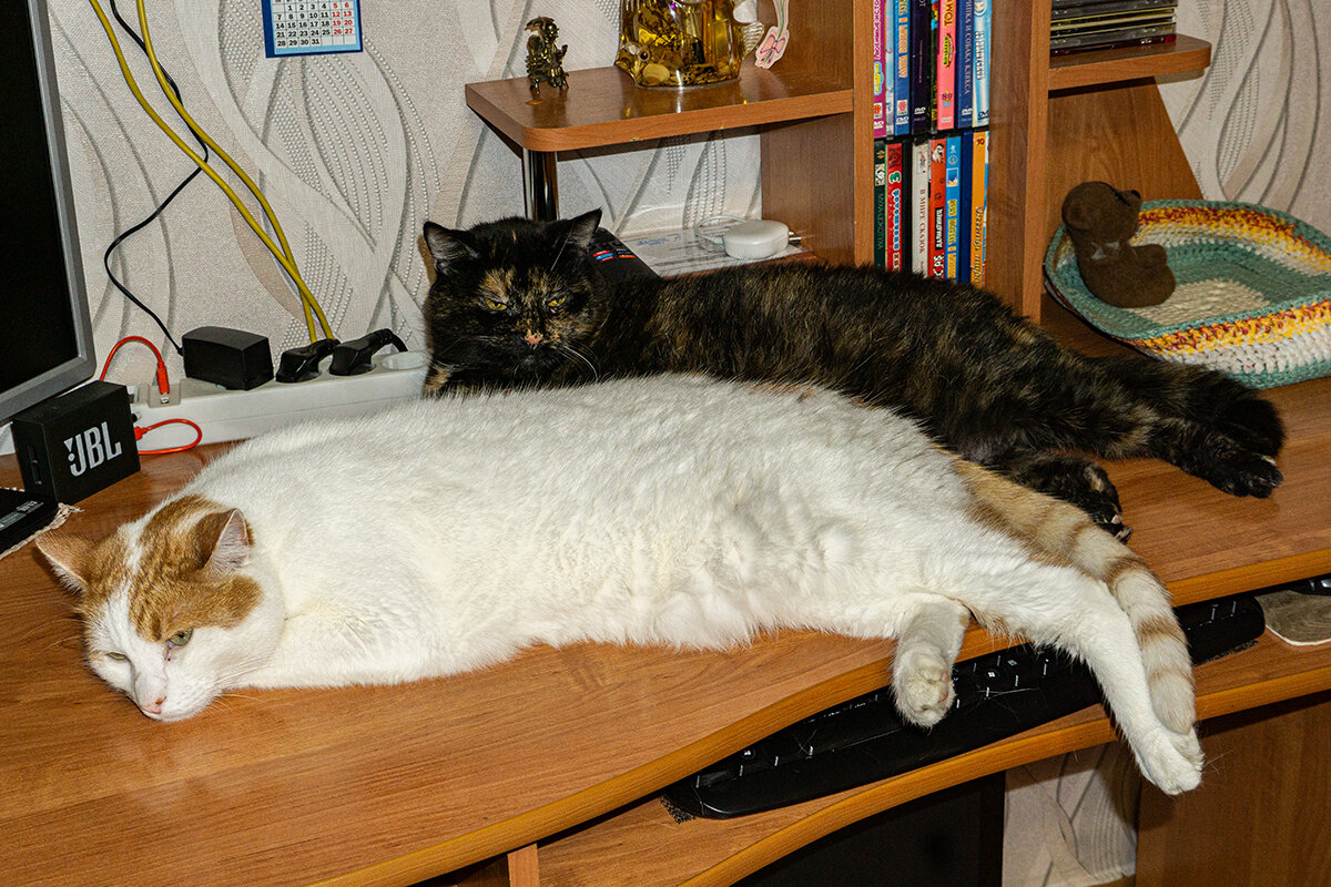 И, кто, в доме хозяин? - Ирина Соловьёва И, кто, в доме хозяин? - Ирина Соловьёва