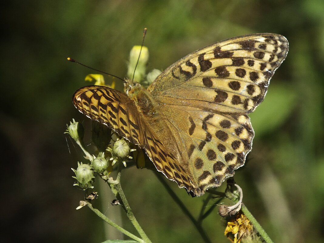 ** - Зоя Мишина ** - Зоя Мишина