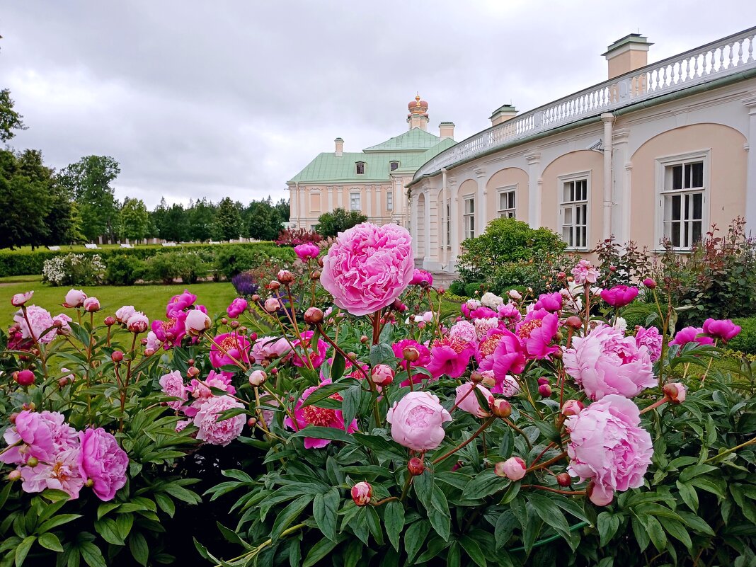 Цветущий Ораниенбаум. - Лия ☼
