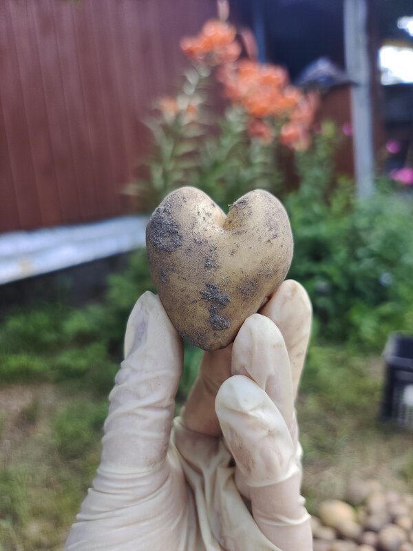 От картофеля с любовью... - Ирина Жигунова От картофеля с любовью... - Ирина Жигунова