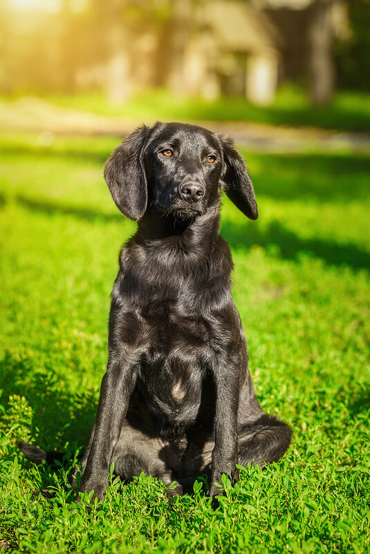 Бездомный - Alex Bush Бездомный - Alex Bush