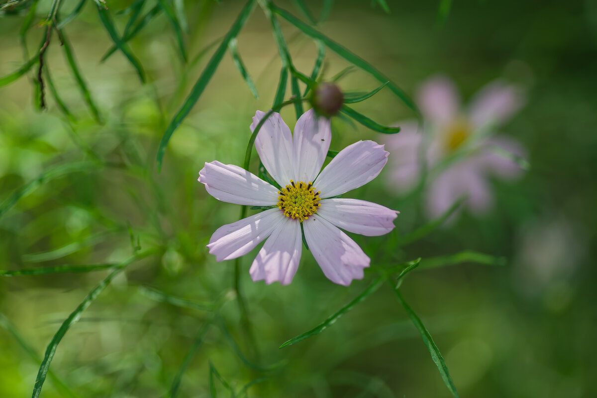 Летние зарисовки. - Sergey (Apg)
