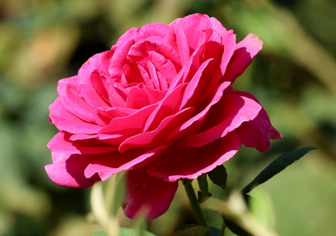 Летняя красавица - Светлана Тихонина