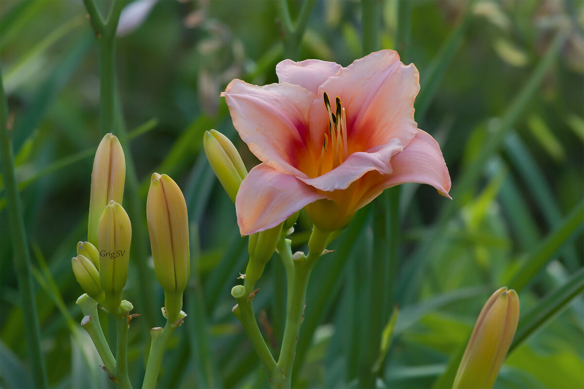 Лилейник - Светлана Григорьева