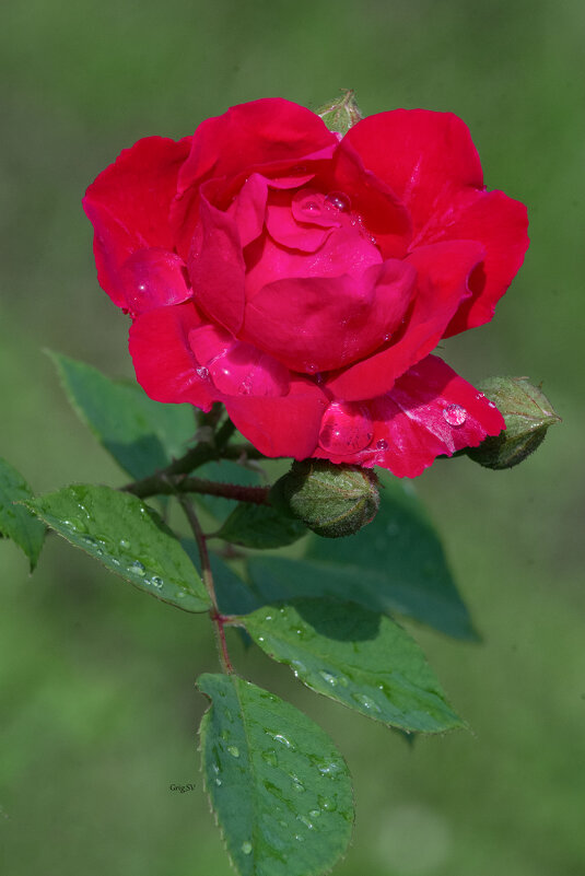 После дождя - Светлана Григорьева