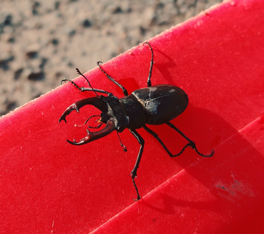Жук олень - Николай Холопов Жук олень - Николай Холопов