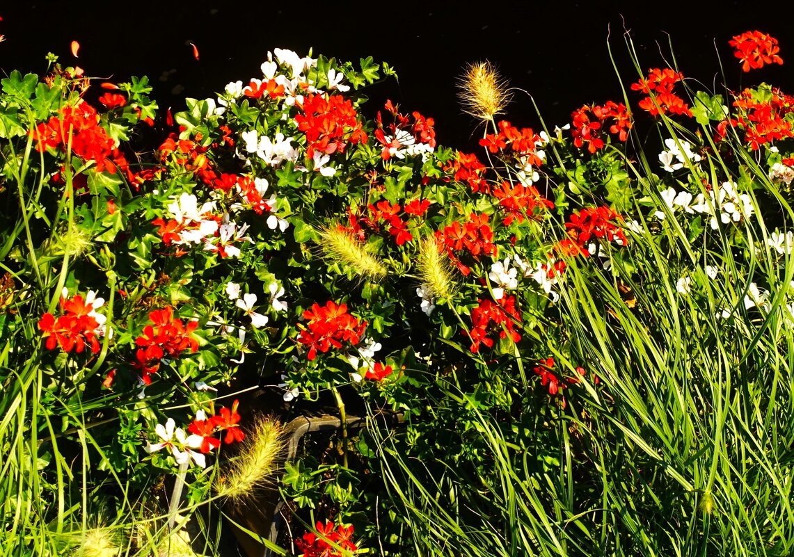 Цветы августа - Aida10 Цветы августа - Aida10