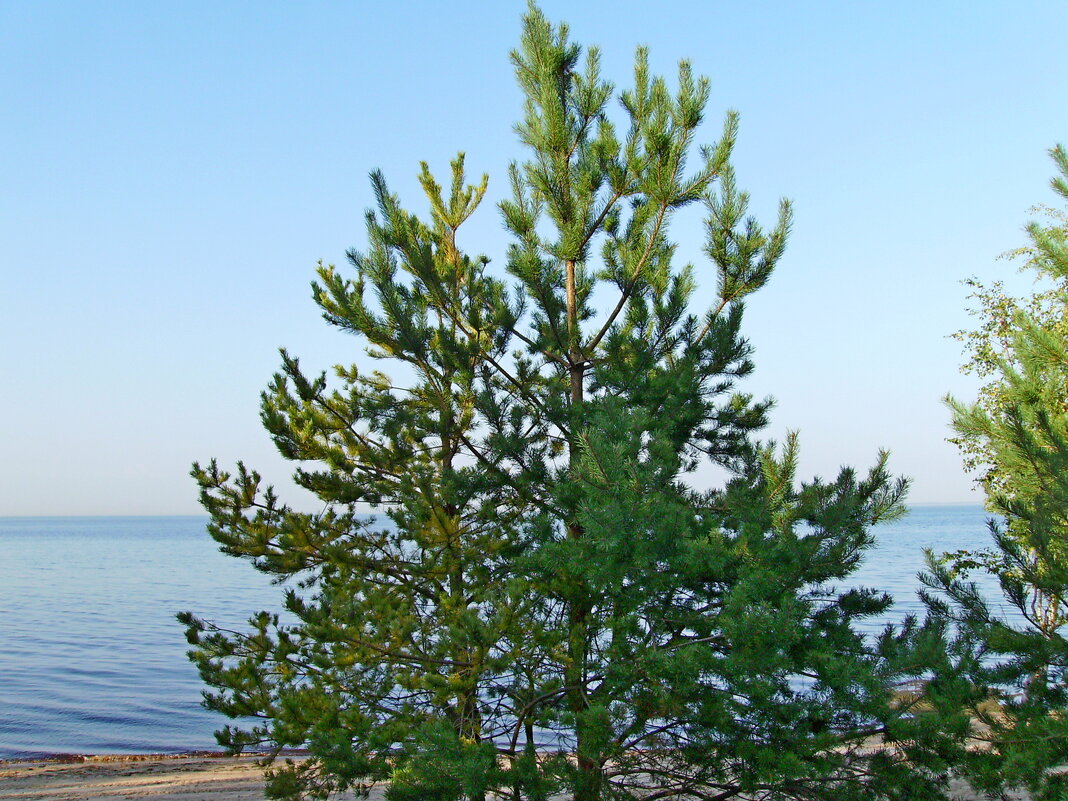 У моря. - VasiLina * У моря. - VasiLina *