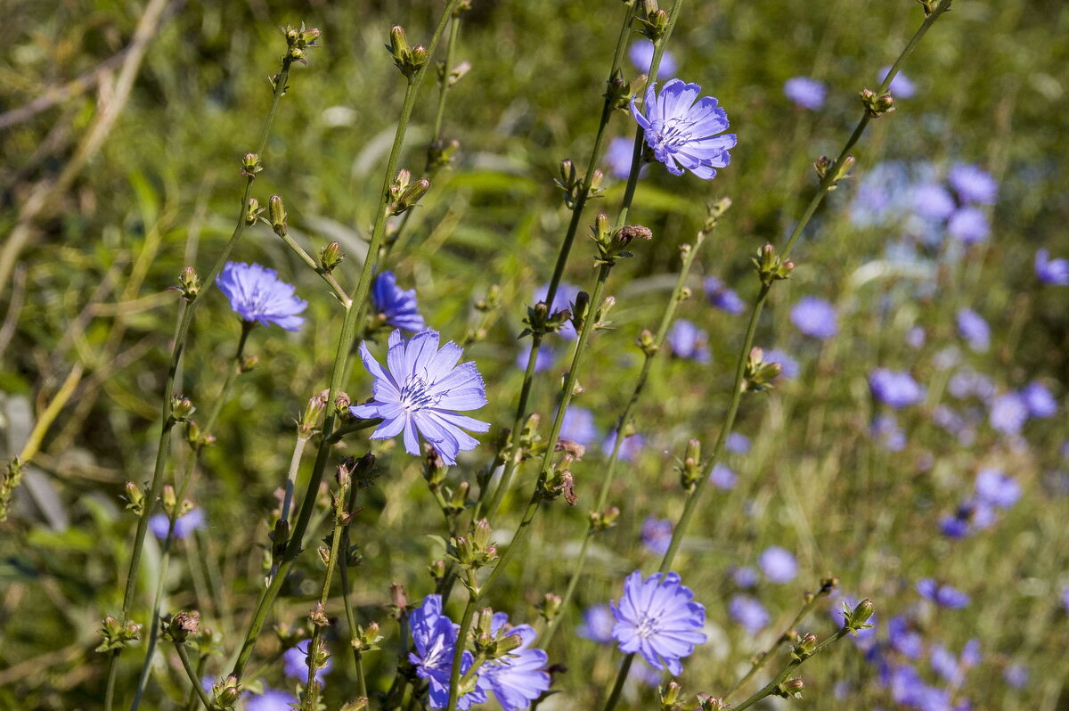 ... - Елена Пономарева ... - Елена Пономарева
