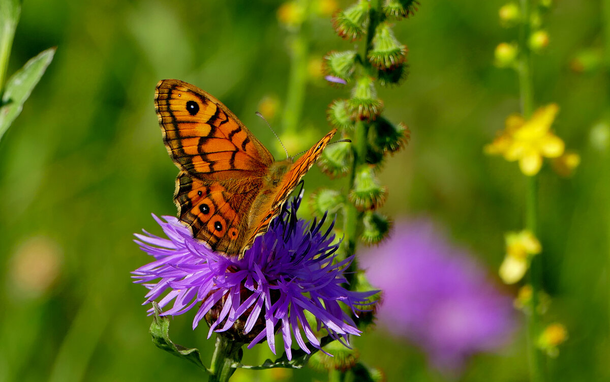 из снятого 1 августа 19 - Александр Прокудин из снятого 1 августа 19 - Александр Прокудин