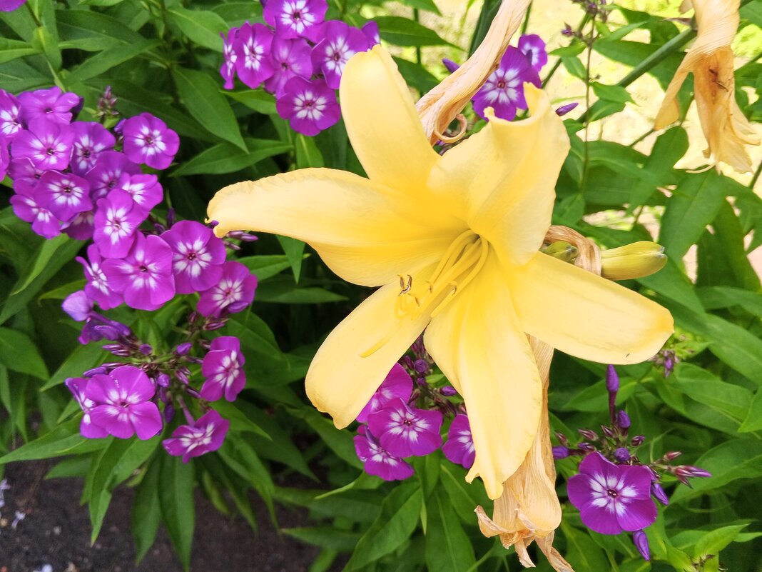 Флокс и лилейник - Сапсан 