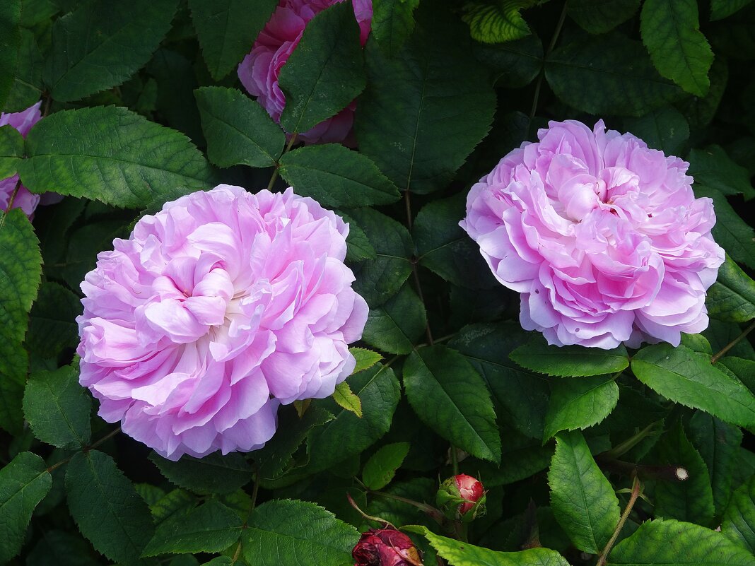 Летние розы - Лидия Бусурина Летние розы - Лидия Бусурина