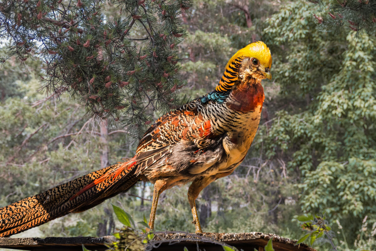 Золотой фазан - SanSan 