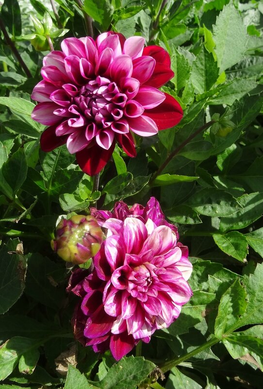 Георгин - PRP 