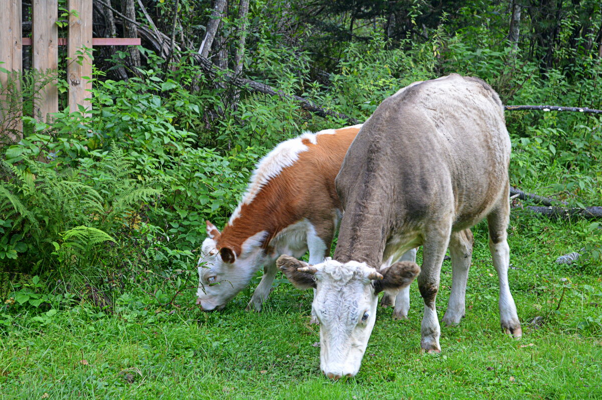 Алтайские телята - Татьяна Лютаева