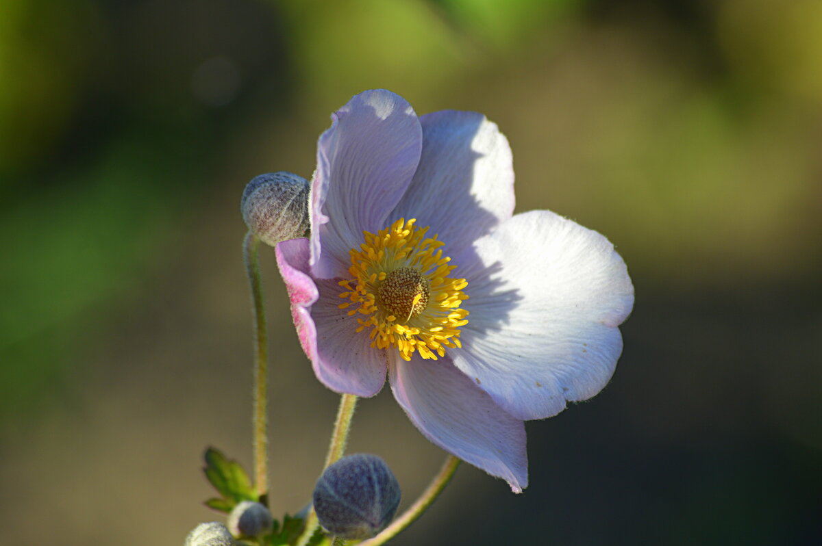 Анемона японская (ветреница японская) - Татьяна Лютаева