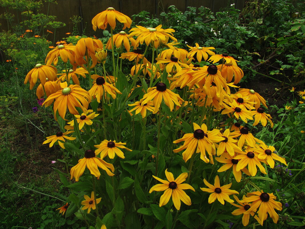 Разноглазые рудбекии - Людмила Смородинская