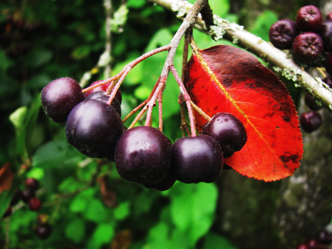 Арония поспевает - Людмила Смородинская Арония поспевает - Людмила Смородинская