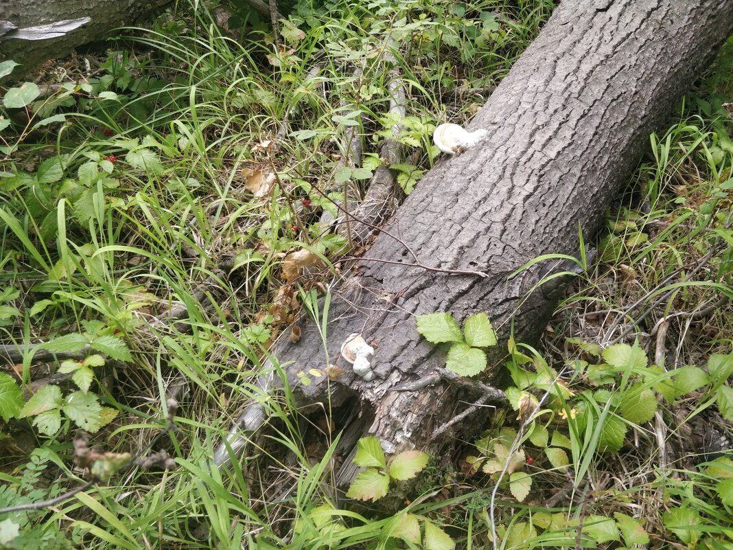 В лесах Керея - Андрей Хлопонин В лесах Керея - Андрей Хлопонин