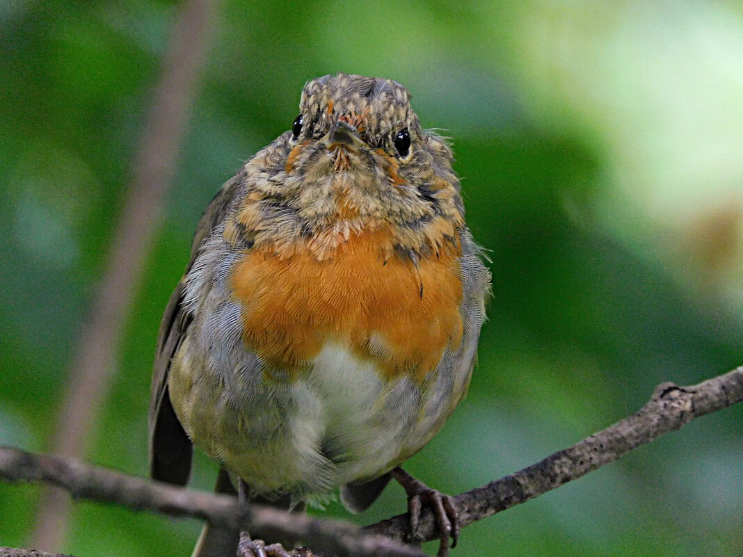 Зарянка - Лина Зарянка - Лина