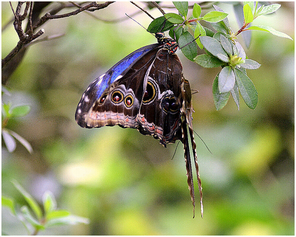 *** - Aleksandr Gal *** - Aleksandr Gal