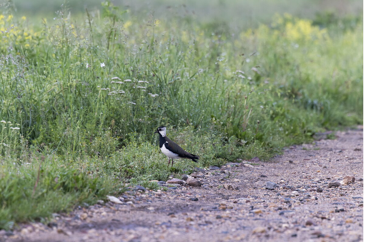 чибис - юрий макаров