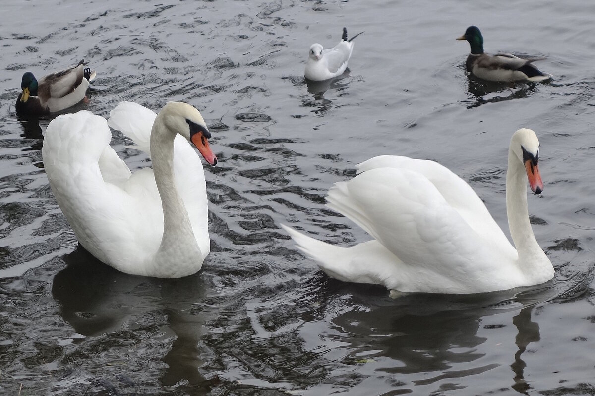 Лебеди - Рита Симонова
