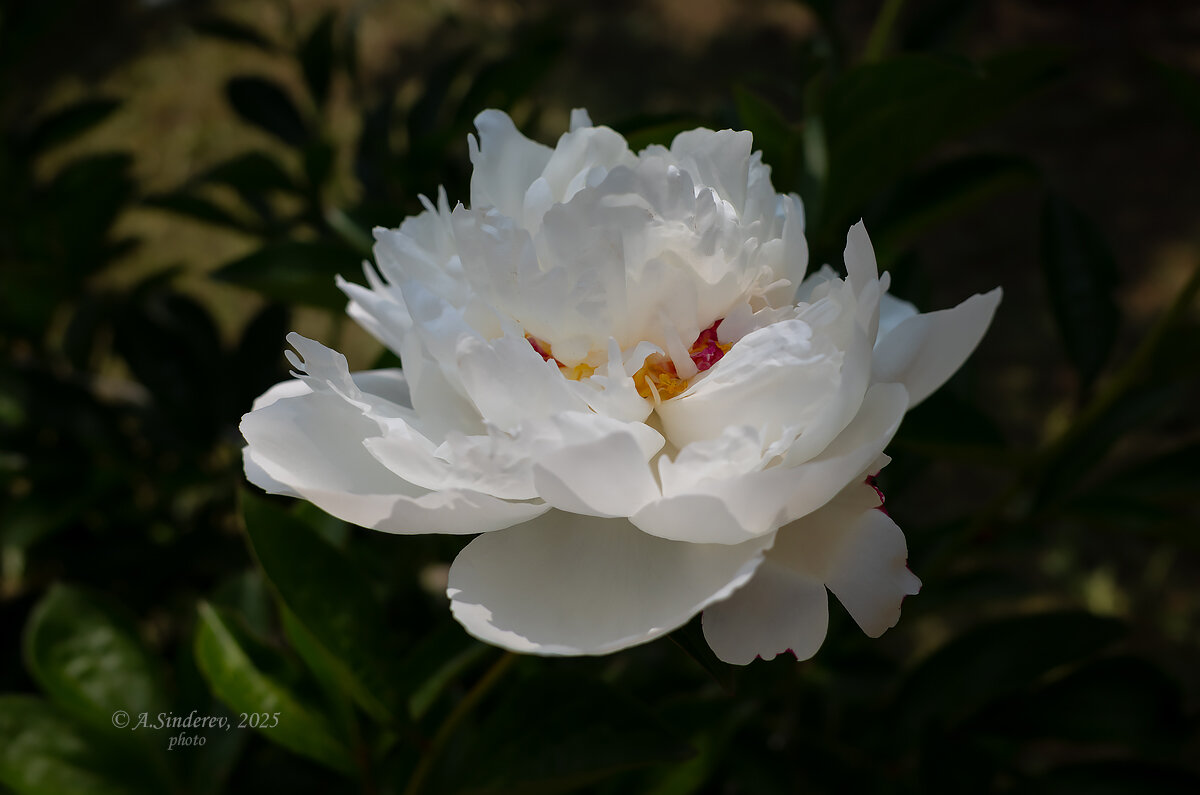 Распустившийся цветок пиона - Александр Синдерёв