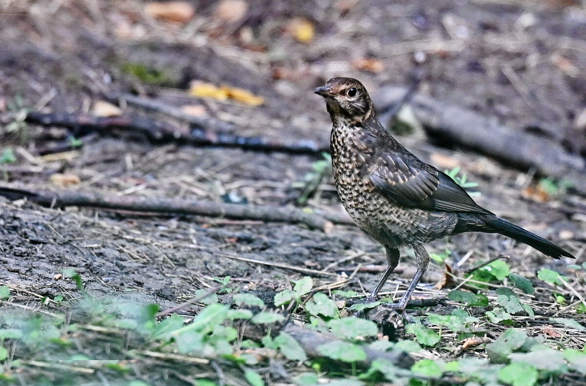 Насторожился... - Николай Саржанов
