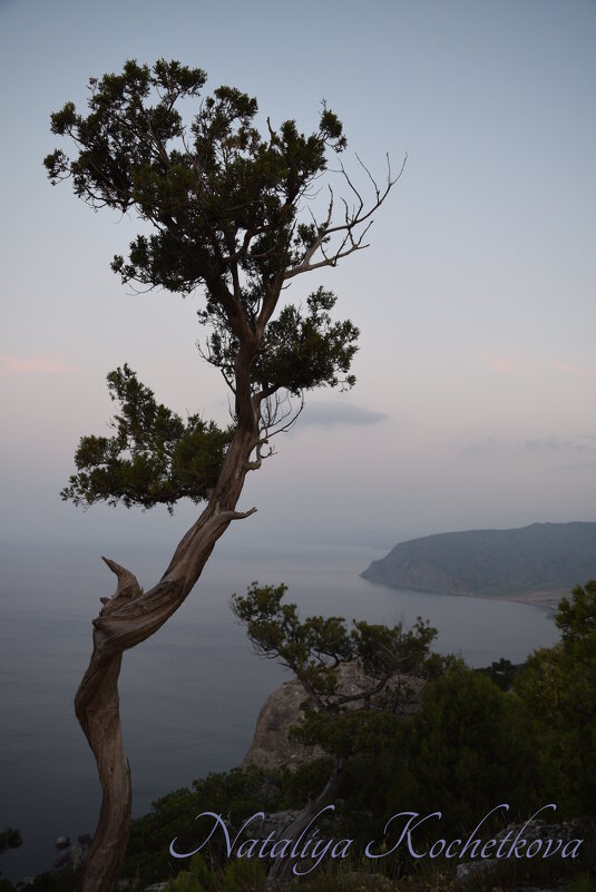 Природа Крыма - Amazing Cosmea