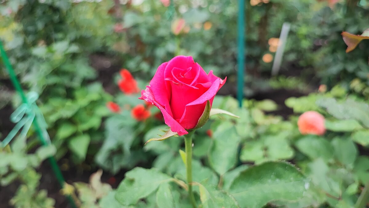 ,,, - Сергей Тимоновский