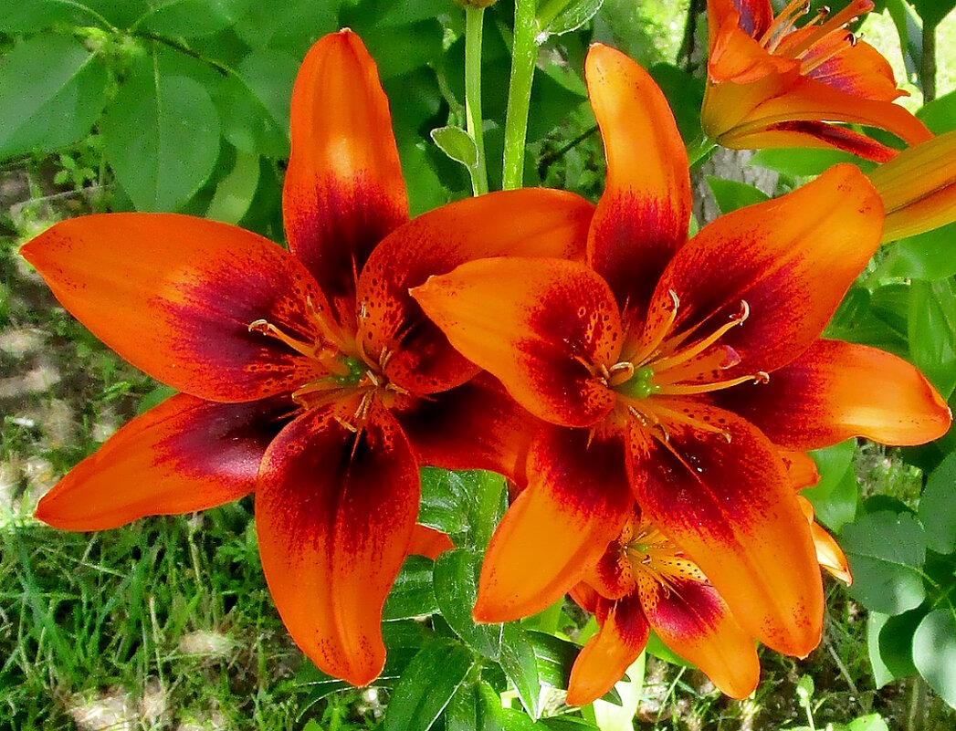 Лилии в саду. - Ольга Довженко