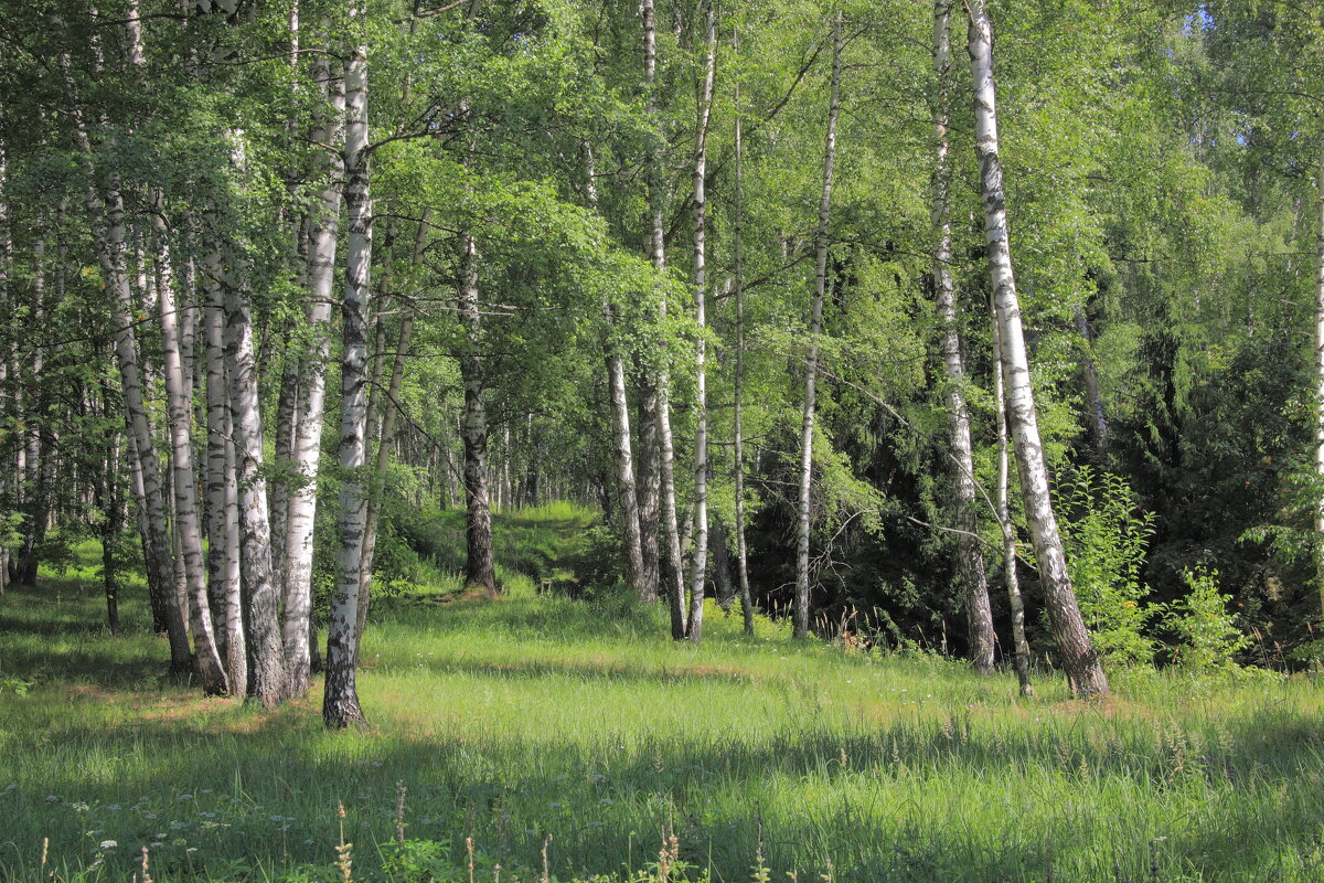 Берёзовый край - Евгений Корьевщиков